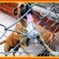 BOXER ATIGRADO BUSCA HOGAR ES MACHITO Y JOVENCITO.LLAMAR 4254-6113 BS ARGENTINA
